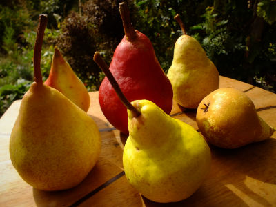 Seasonal Pear Selection