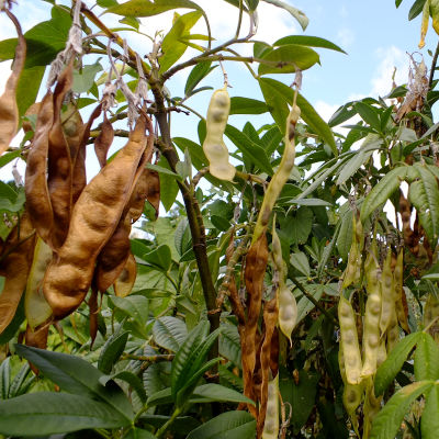 Piptanthus nepalensis seeds