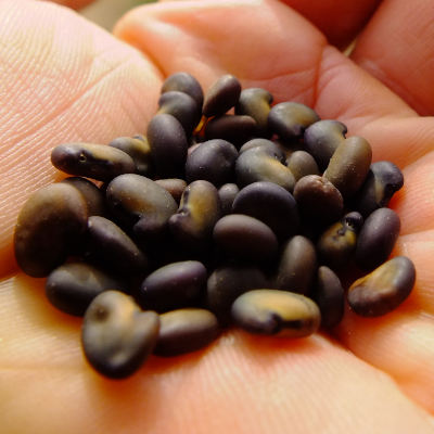 Piptanthus nepalensis seeds