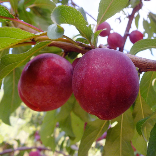 Plum - Black Doris scion / bud wood