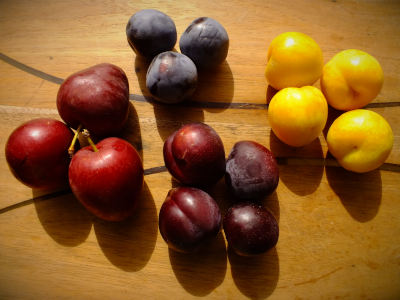 Seasonal Plum Selection