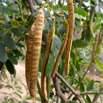 Senna Seeds