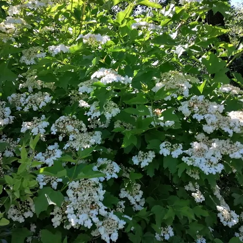 Viburnum trilobum dried fruit with seeds