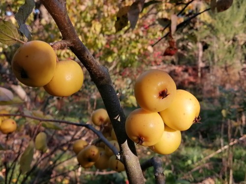 Apple - Yellow crab scion / bud wood