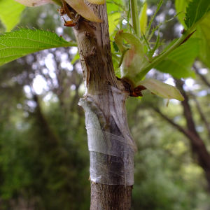 Buy fruit tree scion and bud wood for grafting
