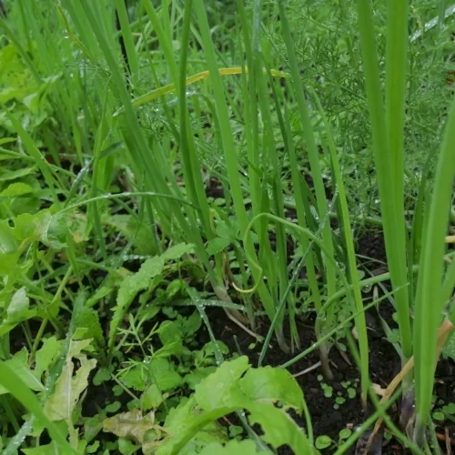 Welsh bunching onion plants