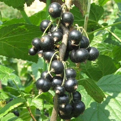 Blackcurrant Cutting