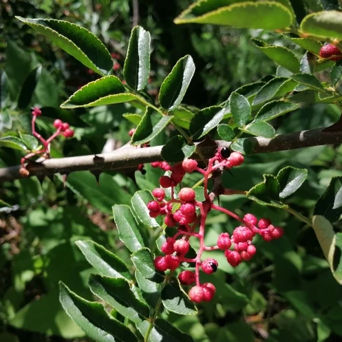 Sichuan Pepper Seeds (red/pink)