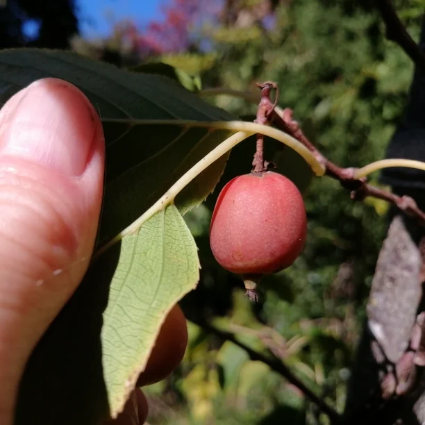 Hardy Kiwifruit Seeds