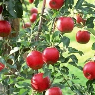 Apple - Early strawberry scion / bud wood