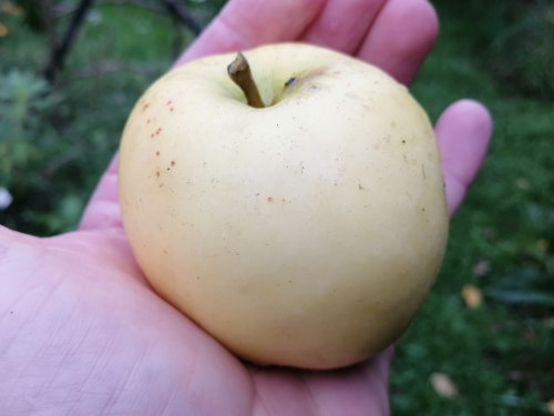 Apple - Ballarat scion / bud wood