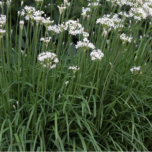 Garlic Chive Seeds