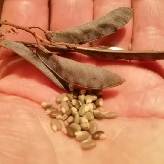Hardenbergia vine seeds
