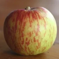 Apple - Giant geniton scion / bud wood
