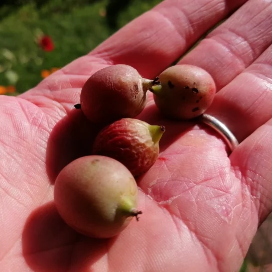 Hardy Kiwifruit Seeds
