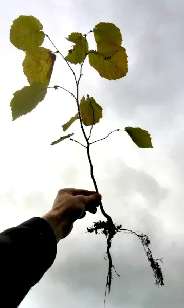 Hazelnut Seedling Bare Root Tree