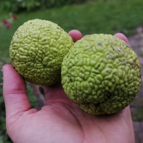 Osage Orange