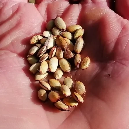 Osage Orange seeds