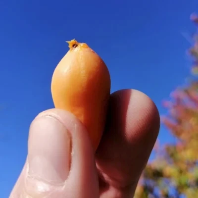48141_papaya-fruit-for-scale