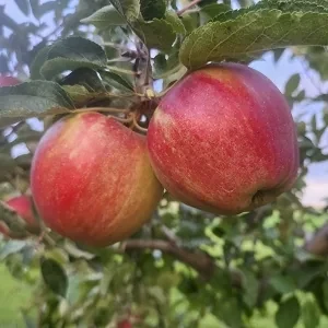 Apple - Priscilla scion / bud wood