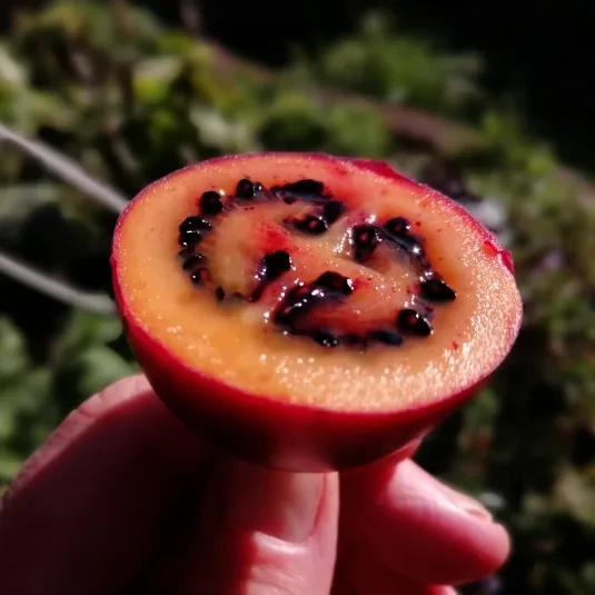 Tamarillo Seeds