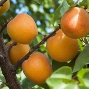 Apricot - Tomcot scion / bud wood
