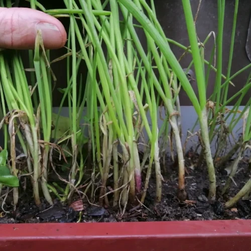 Welsh bunching onion plants