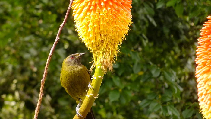 Natives and exotics. Something for everyone