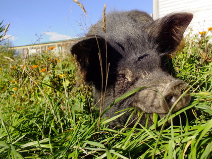 Grass fed kunekune pigs