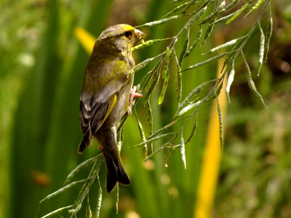 Greenfinch eating brassica seed