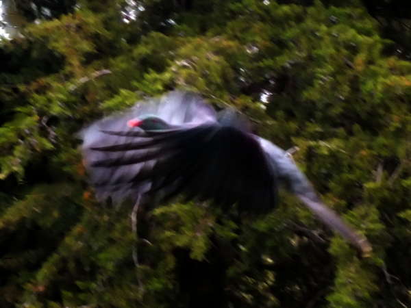 Friendly kereru regularly visit the orchard