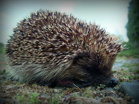 Hedgehog