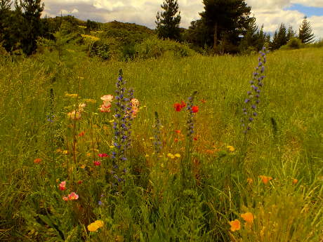 Wild-flowers spreading