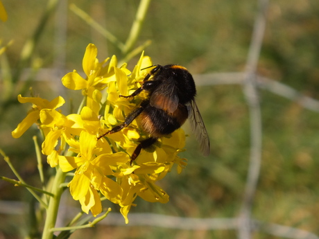 Spring, a yellow time of year