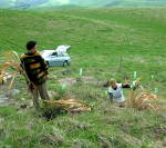 Flax planting