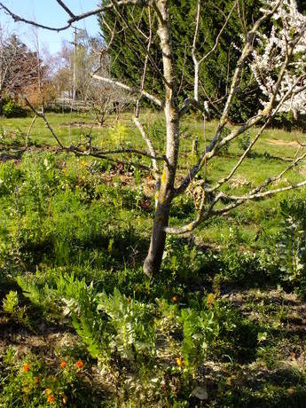 Granny smith with emerging herb layer