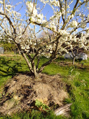 Plum with heavy mulch