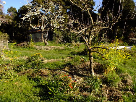 Braeburn Apple