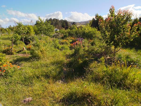 Food forest video tour