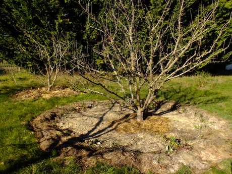 Converting an existing orchard to food forest