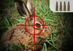 Hare Hunt