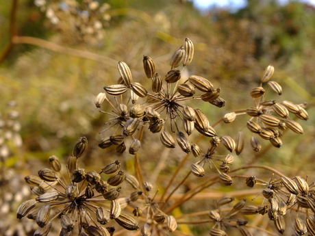 Fennel