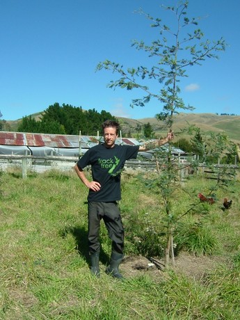 Silver wattle growing madly