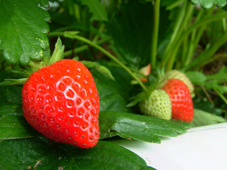 Strawberries ripening on the plants
