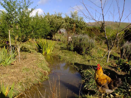 Swales and ducks for a wetter future