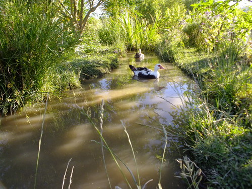 Swales and ducks for a wetter future