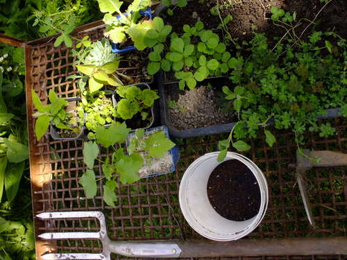 Plants, cuttings and tubers